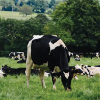 Summary of New Dairy Hygiene requirements for SDAS